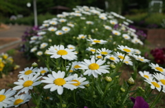 2015/04/29_伊奈バラ園のマーガレット