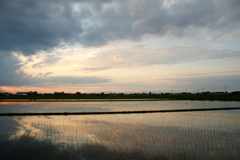 2016/06/26_水田の夕暮れ