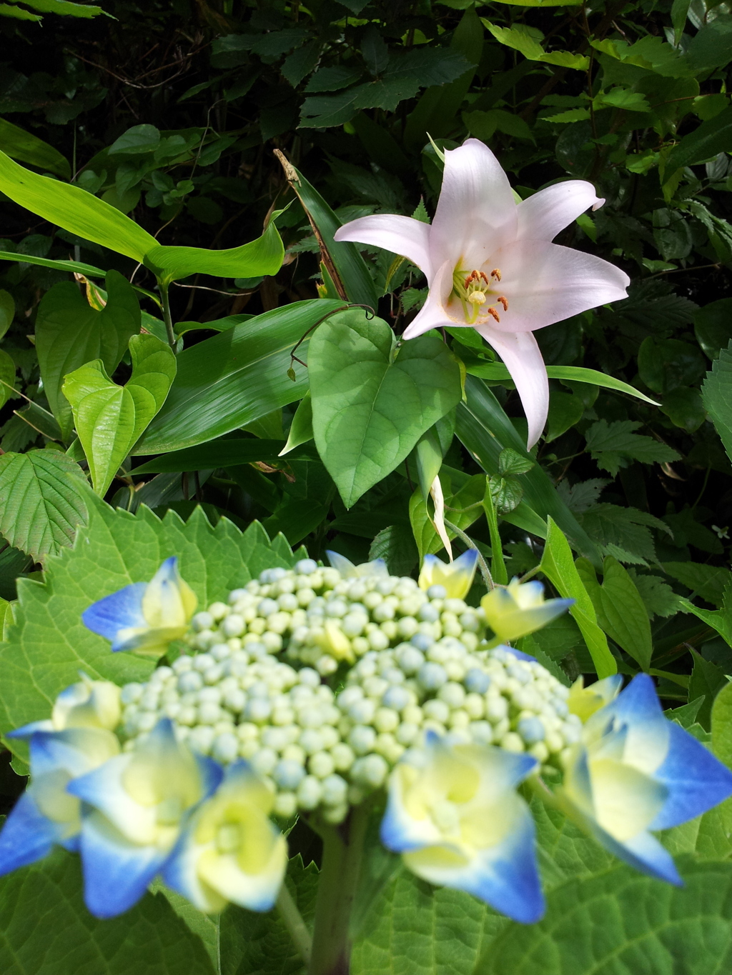 2018/06/16_天神山の紫陽花と百合