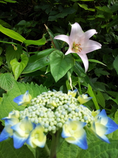 2018/06/16_天神山の紫陽花と百合