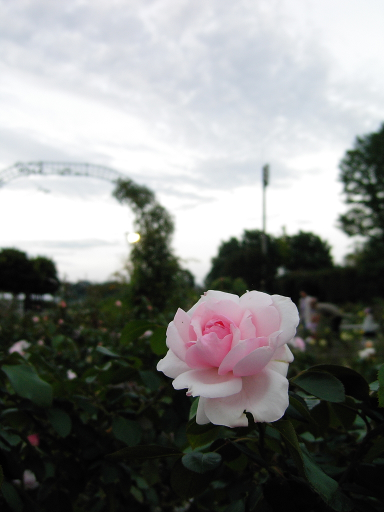 2017/10/07_伊奈町制施行記念公園の夕暮れ薔薇