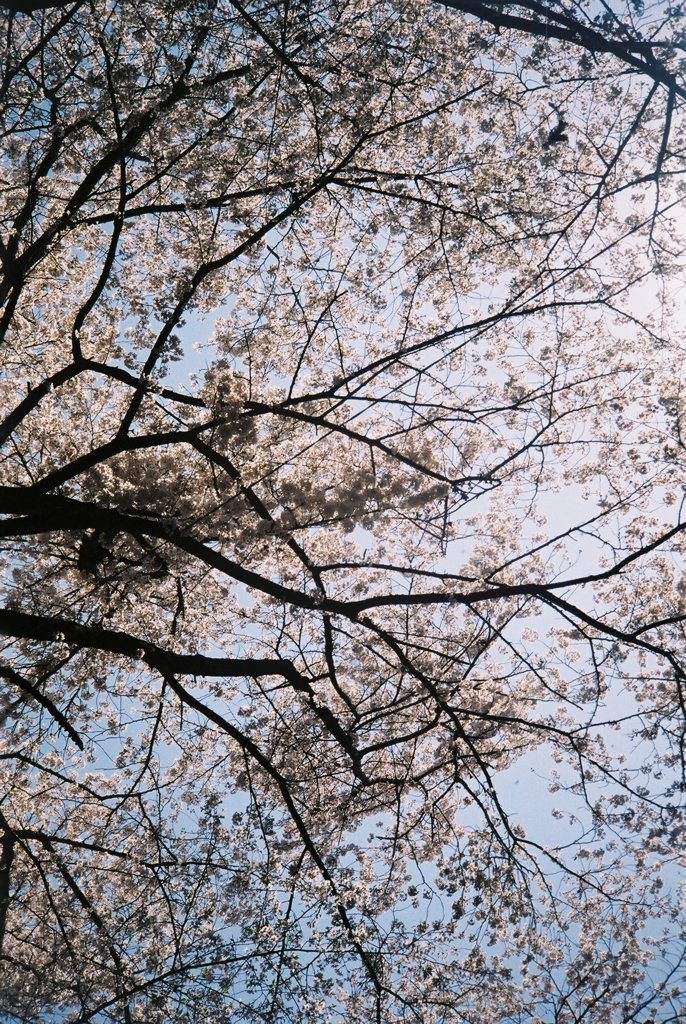 2019/04/06_氷川児童公園の桜