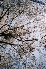 2019/04/06_氷川児童公園の桜