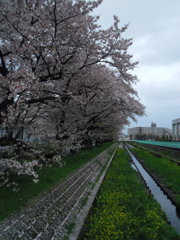 2017/04/09_芝川の桜と菜の花