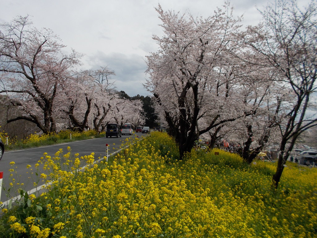 2016/04/03_城ヶ谷堤の桜と菜の花