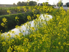 2017/04/16_元荒川の菜の花