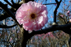 2016/03/20_農林公園の梅（楊貴妃）