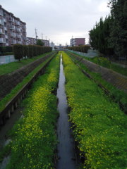 2017/04/09_芝川の菜の花