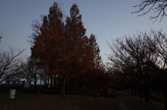 2014/11/22_見沼元圦公園