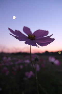 2015/10/18_蓮田駒崎の夕暮れコスモス