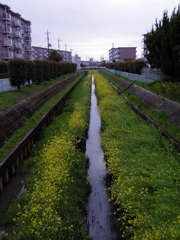 2017/04/09_芝川の菜の花
