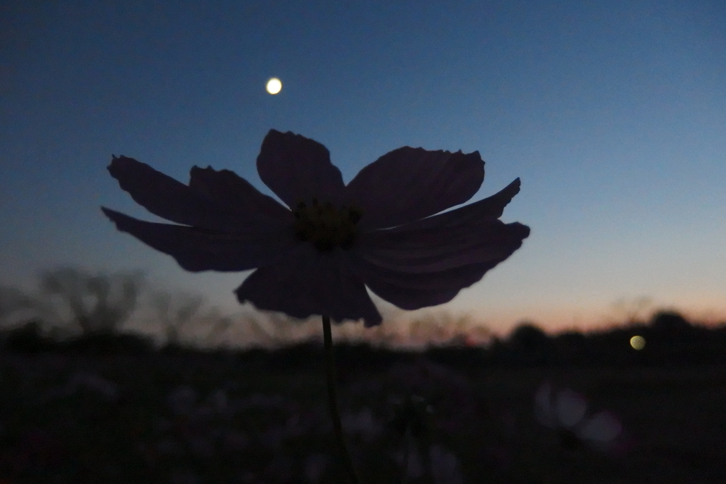 2015/10/18_蓮田駒崎の夕暮れコスモス