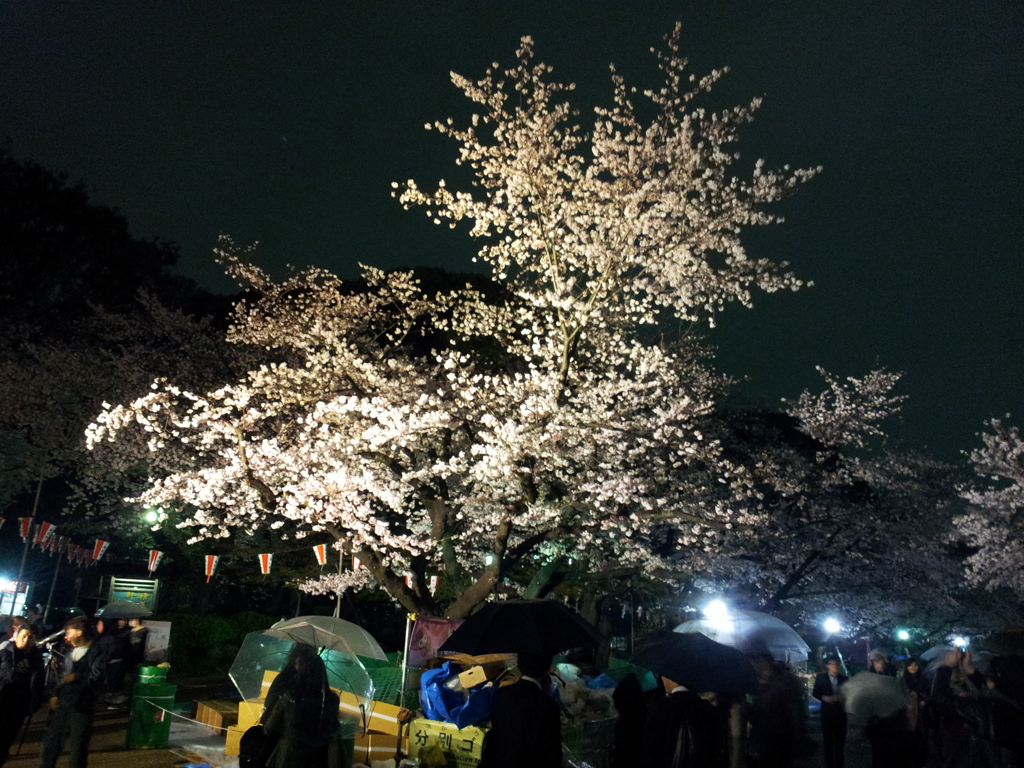 2016/04/01_上野公園の夜桜