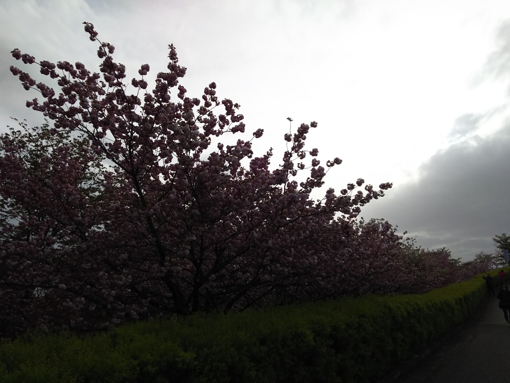 2018/04/16_美の山公園の花