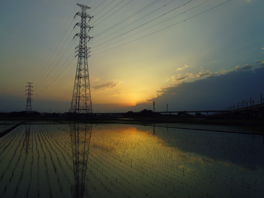 2017/06/11_水田の夕暮れ