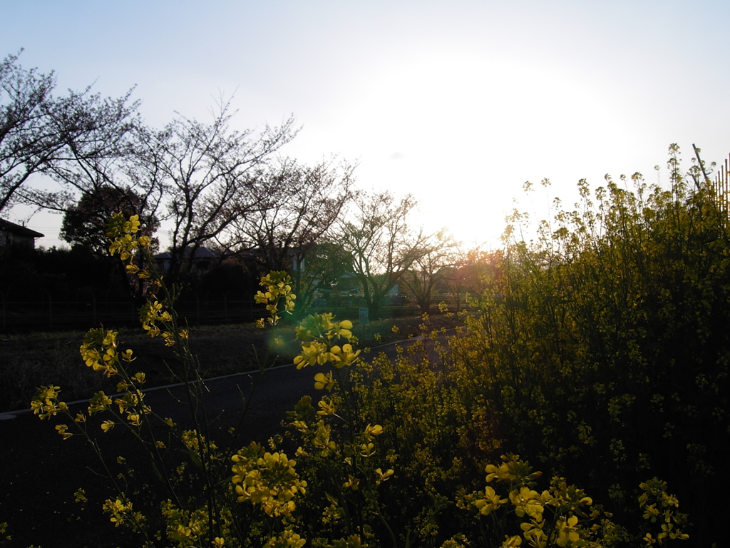 2017/04/15_夕暮れ菜の花