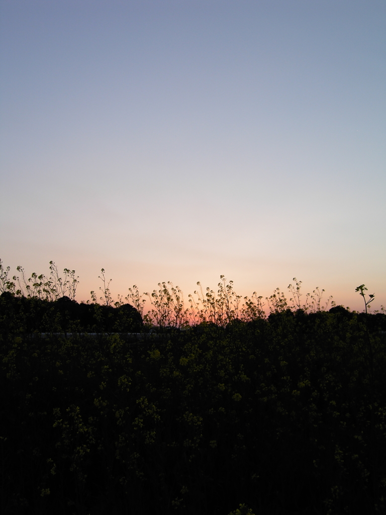 2017/04/15_夕暮れ菜の花