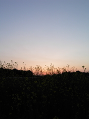 2017/04/15_夕暮れ菜の花