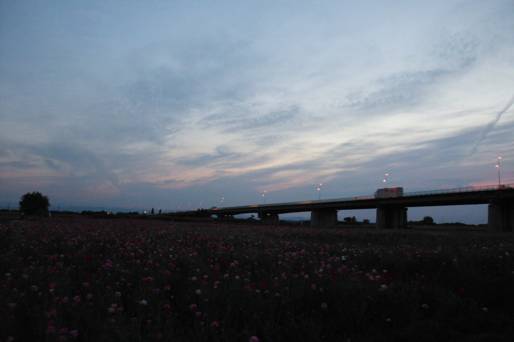 2015/05/24_夕暮れのポピー畑と御成橋