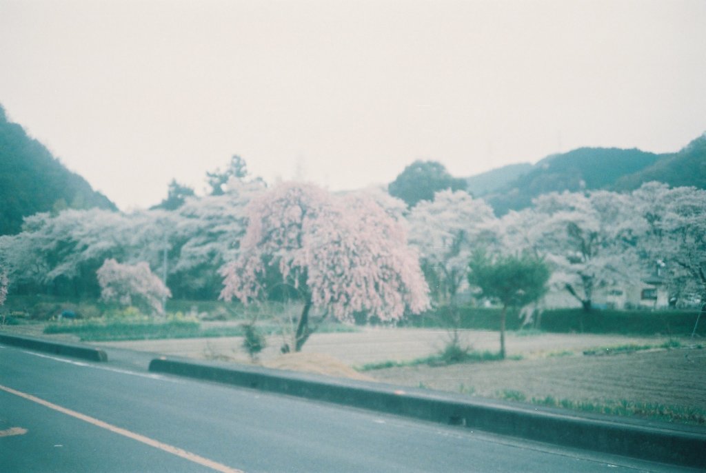 2019/04/07_外秩父の桜（没カット）