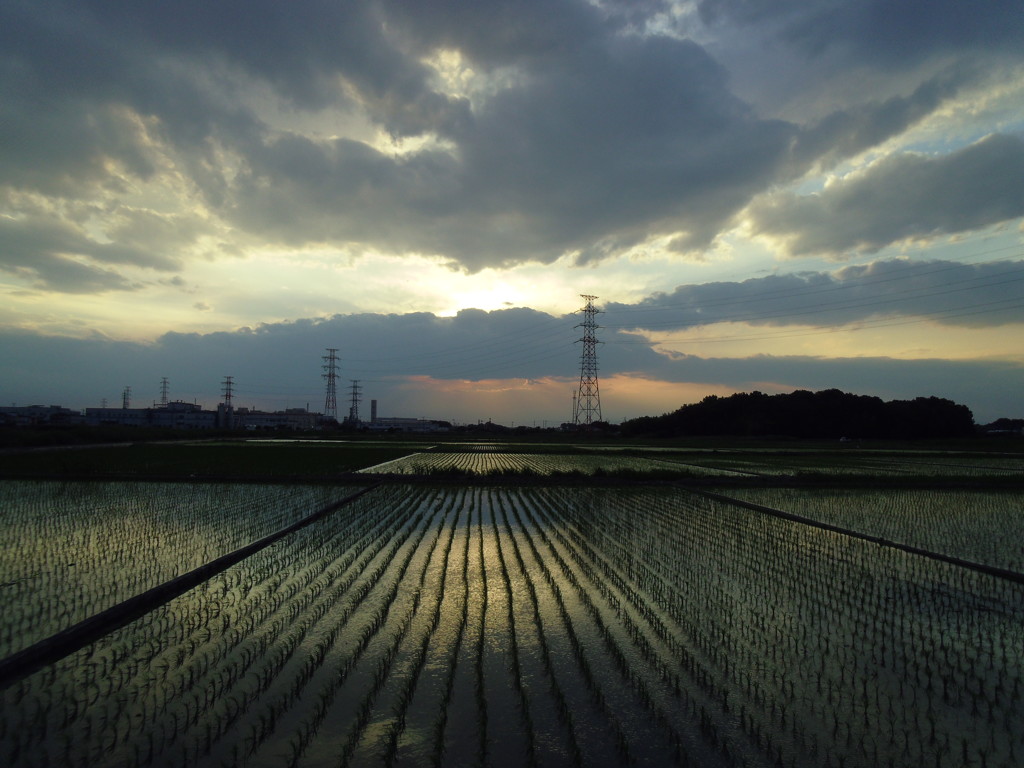 2017/06/10_水田の夕暮れ
