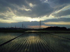 2017/06/10_水田の夕暮れ