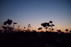 2014/10/18_夕暮れのコスモス
