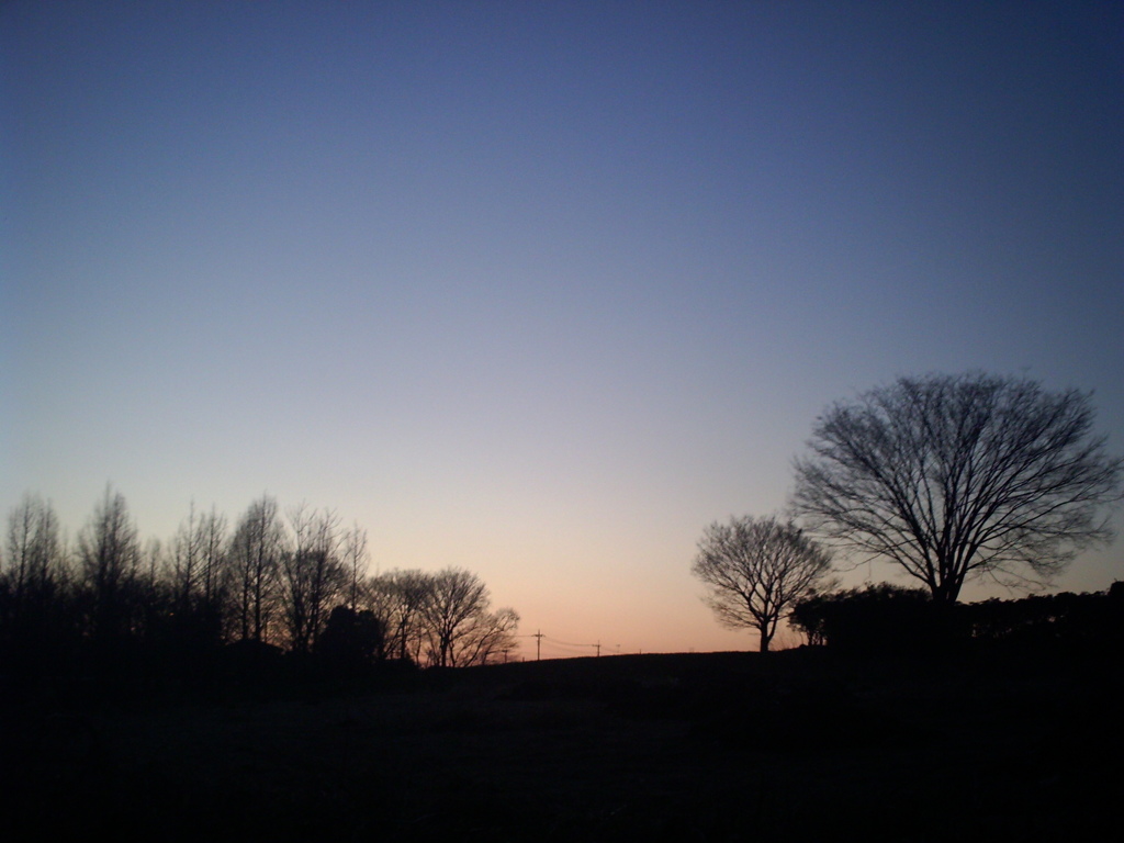 2014/03/15_夕暮れの木