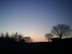 2014/03/15_夕暮れの木