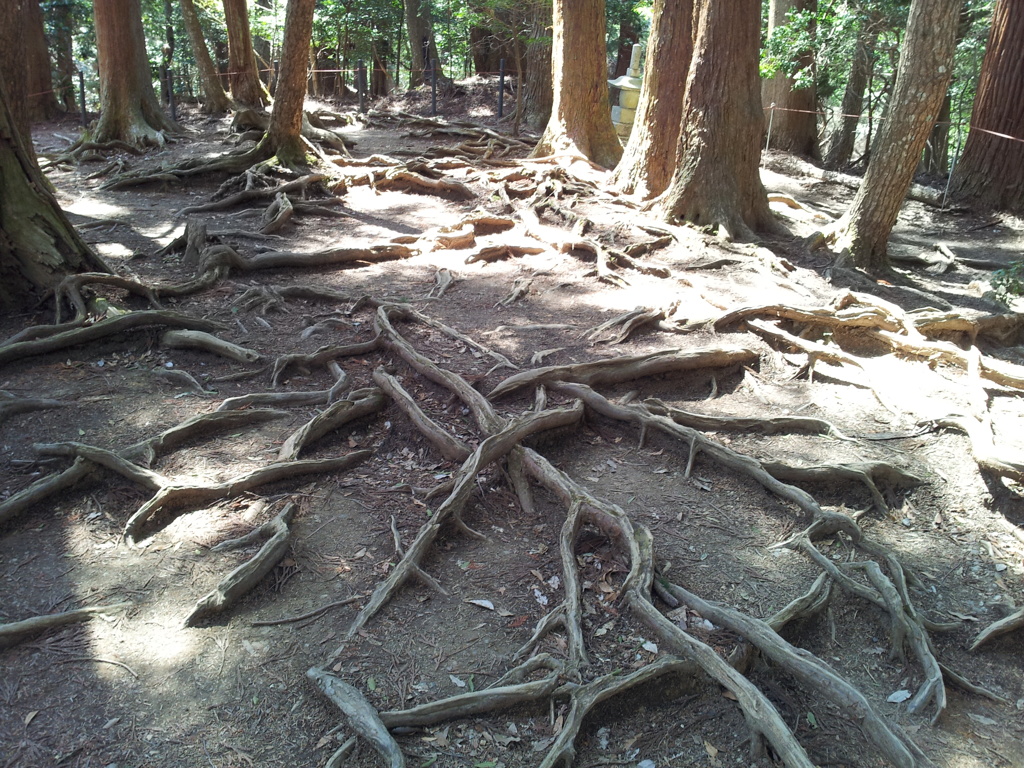 2019/04/13_鞍馬寺 木の根道