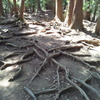 2019/04/13_鞍馬寺 木の根道