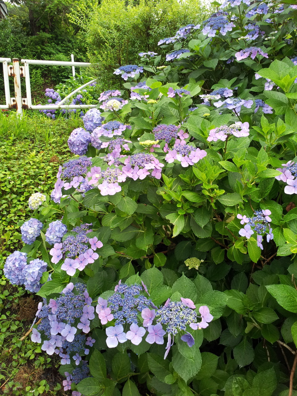 2016/07/17_高松公園の紫陽花