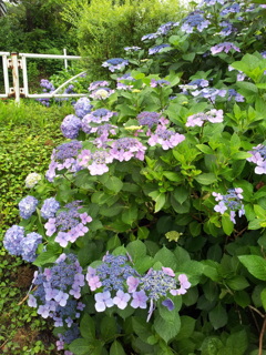2016/07/17_高松公園の紫陽花