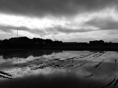 2017/05/14_水田の曇天