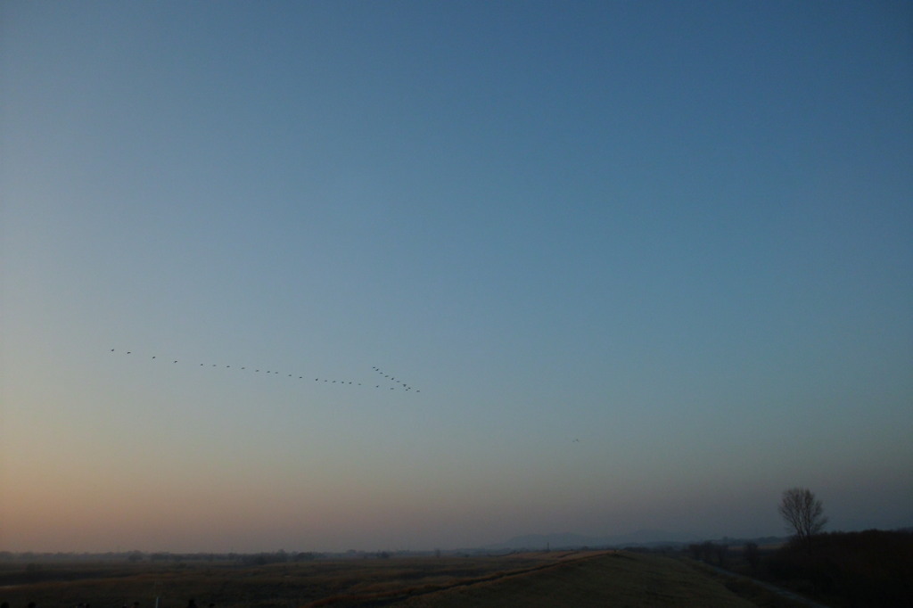 2014/02/02_夕空に雁行