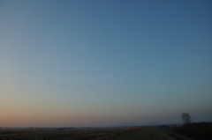 2014/02/02_夕空に雁行