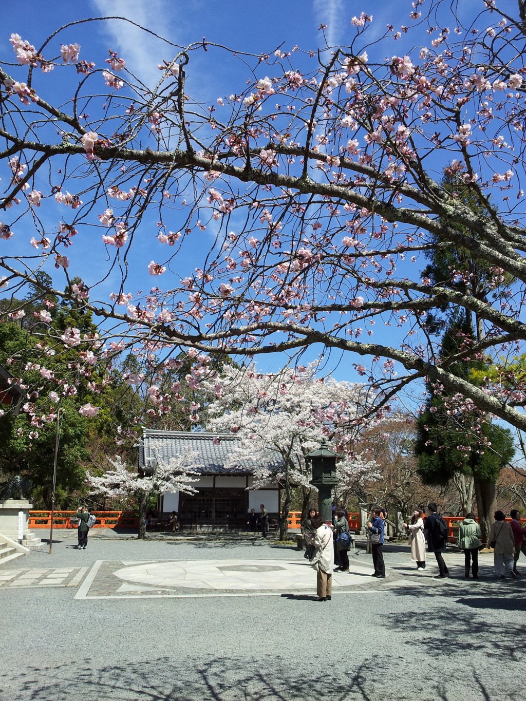 2019/04/13_鞍馬寺 桜と金剛床
