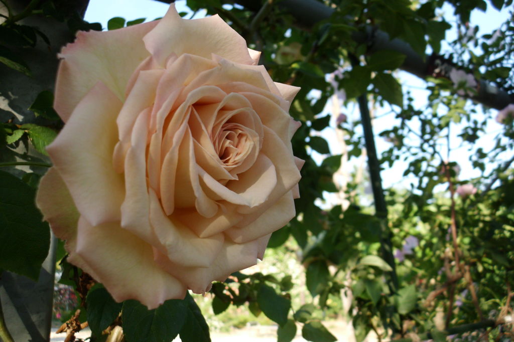 2014/05/18_平成の森公園の薔薇