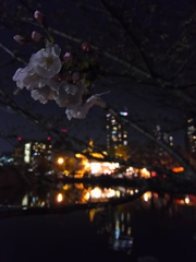 2017/04/03_上野公園の夜桜