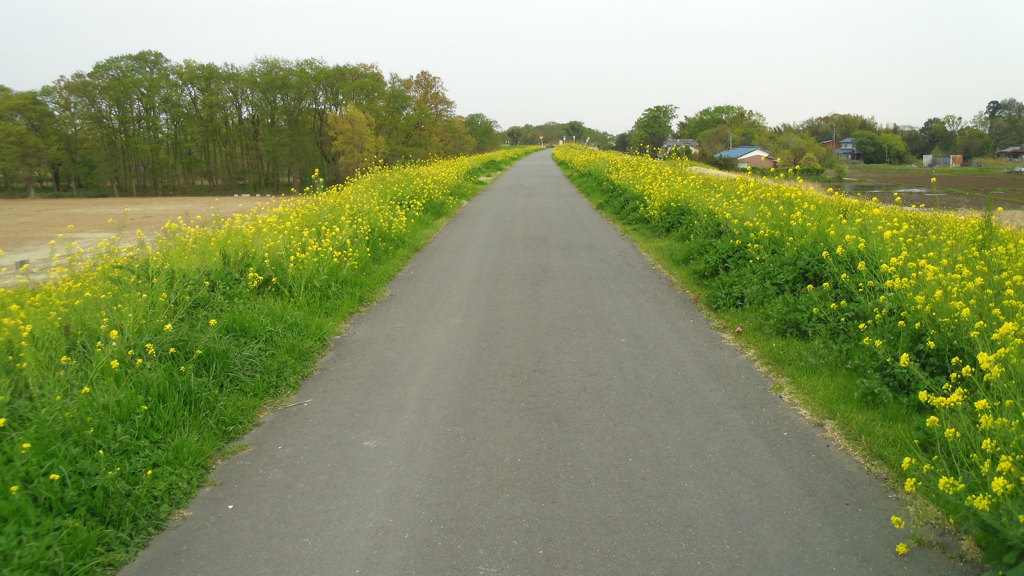 2013/04/14_菜の花の道
