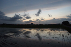 2015/06/28_水田の夕暮れ