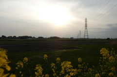 2016/04/16_農道の菜の花