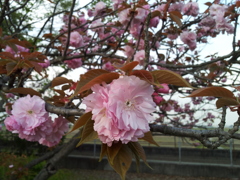 2016/04/16_見沼代用水の八重桜