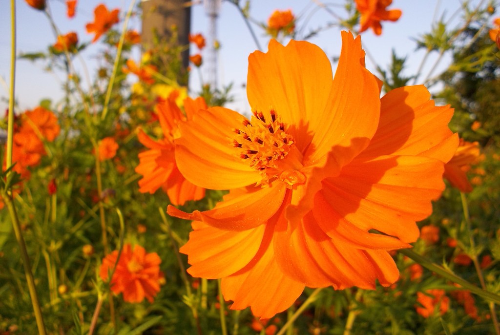 2015/09/22_キバナコスモス