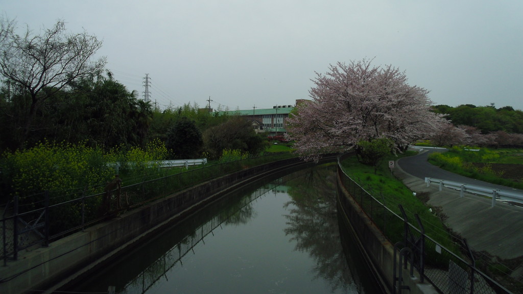 2016/04/10_見沼代用水の桜と菜の花