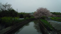 2016/04/10_見沼代用水の桜と菜の花