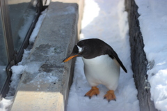 ペンギン。