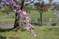 旭山公園。