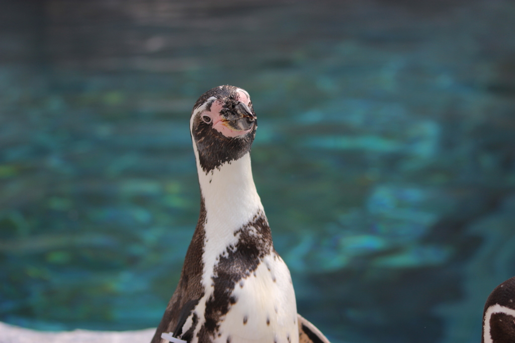 フンボルトペンギン。