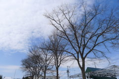 旭山な風景。
